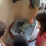 Children at smart generation geting to know some turtles